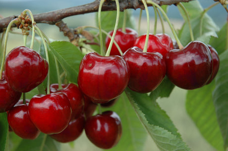 Prunus av.'Schn. Späte Knorpelkir.'    CAC Süßkirsche 'Schneiders Späte Knorpel' 6.KW