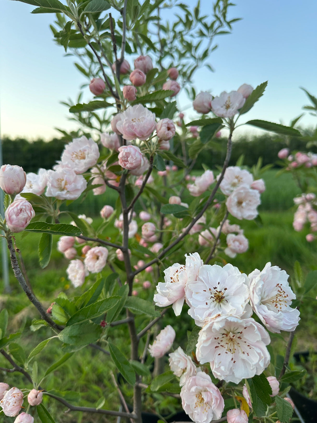 Malus ioensis 'Fimbriata' Zierapfel 'Fimbriata'