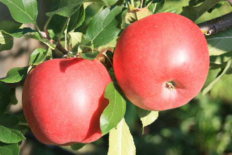 Malus 'Galiwa'  -R-                           CAC Apfel 'Galiwa'