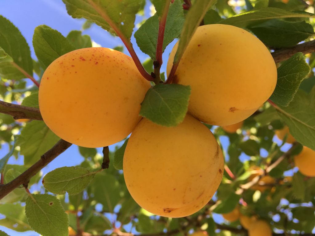 Prunus syr.'Aprimira'              CAC Aprikosenmirabelle 'Aprimira' NEUHEIT