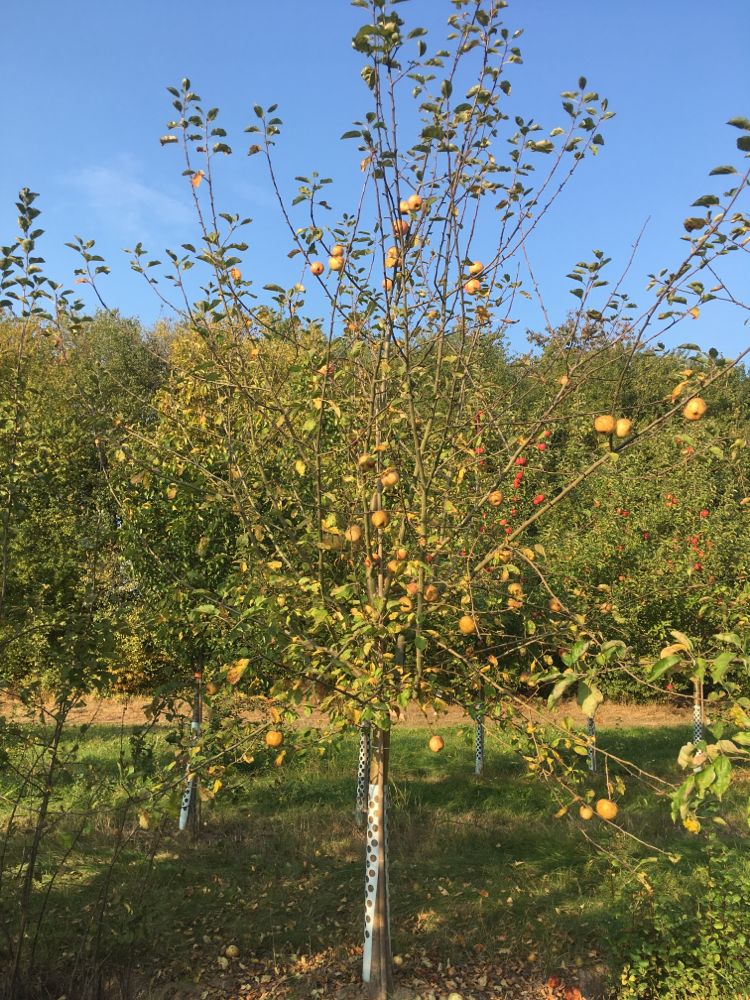 Malus 'Dülmener Herbstrosenapfel'      CAC Apfel 'Dülmener Herbstrosenapfel'   mittel