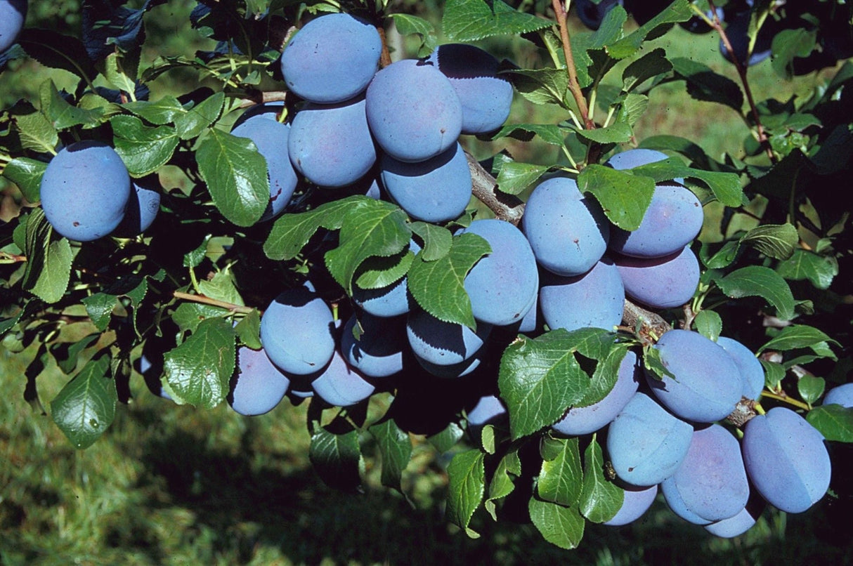 Prunus dom.'Haganta'  -S-              CAC Riesenzwetsche 'Haganta'  -S-