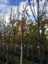 Prunus dom.'Hauszwetsche'              CAC Zwetsche 'Hauszwetsche'         mittelspät
