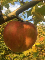 Malus 'Kaiser Wilhelm'                 CAC Apfel 'Kaiser Wilhelm'                spät