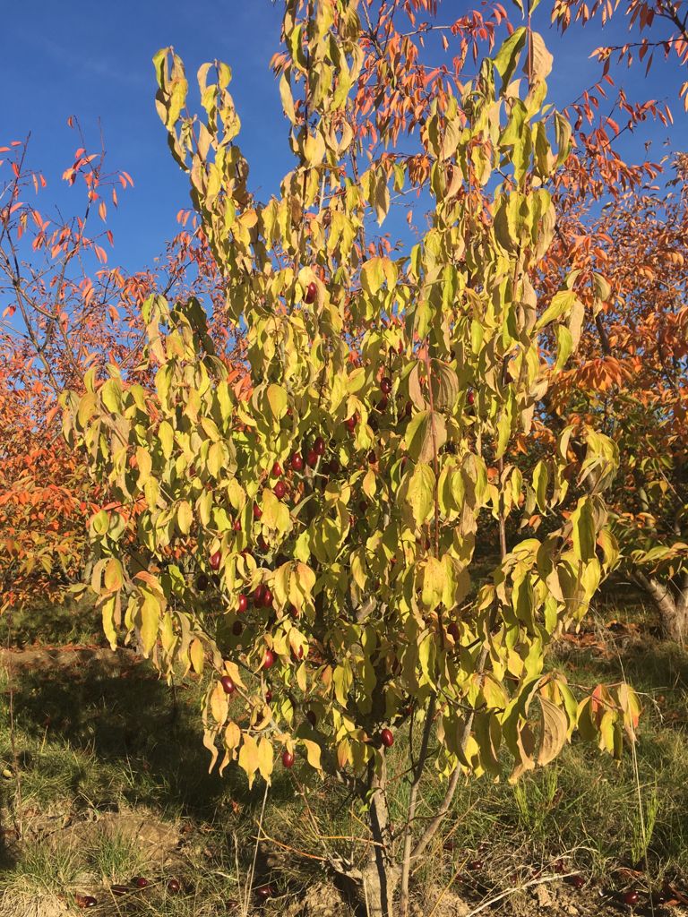 Cornus mas 'Pancharevo' Kornelkirsche 'Pancharevo'