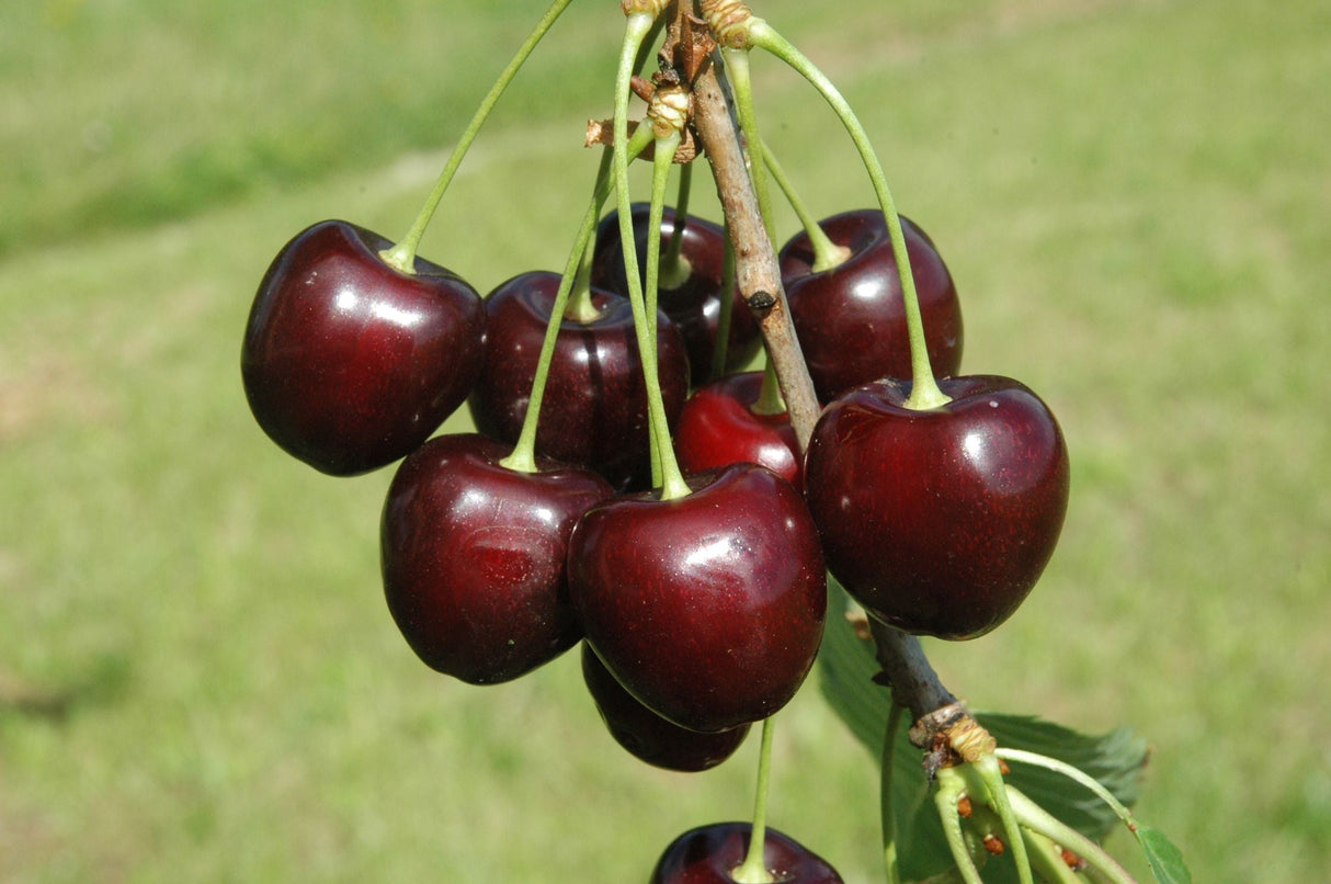 Prunus av.'Kordia'                     CAC Süßkirsche 'Kordia'                   6.KW