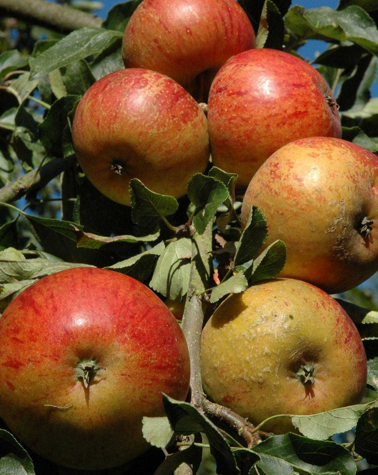 Malus 'MiniCox' (R)                            CAC Zwergapfel 'MiniCox'