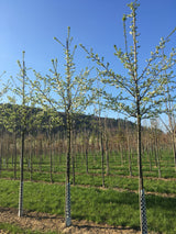 Prunus syr.'Bellamira'  -S-            CAC Mirabelle 'Bellamira'  -S-