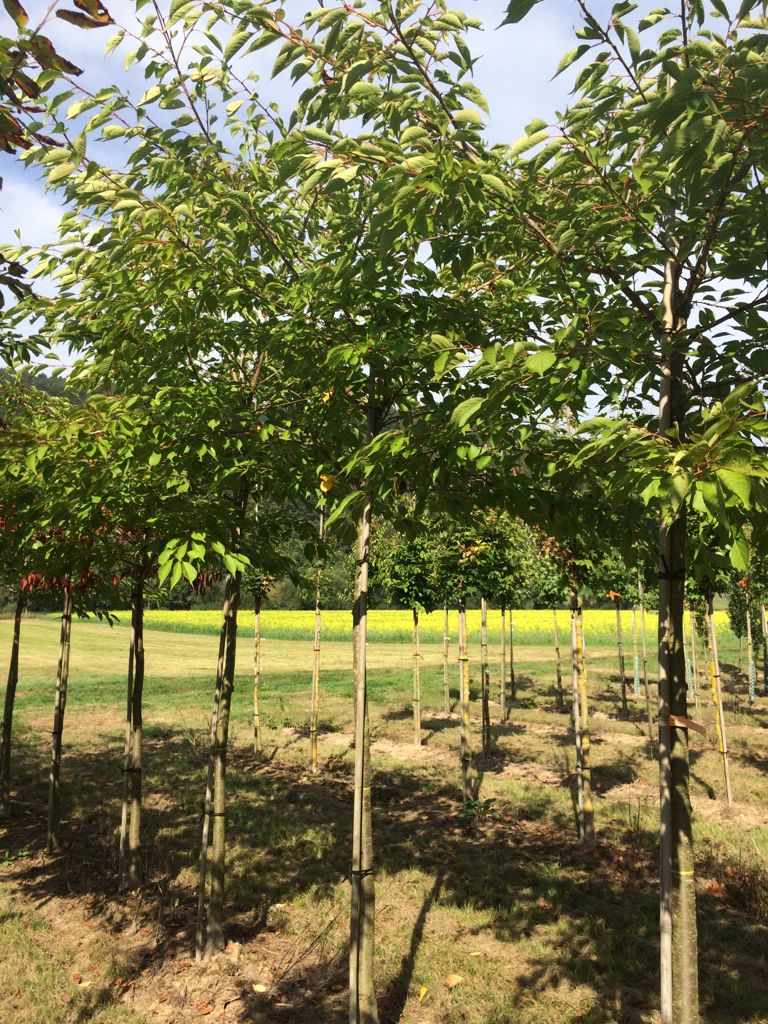 Prunus serrulata 'Shirotae' Fudschijama-Kirsche 'Shirotae'