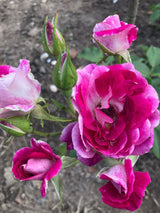 Rosa 'Burgundy Ice'  -R-                BT Beetrose 'Burgundy Ice'  -R-