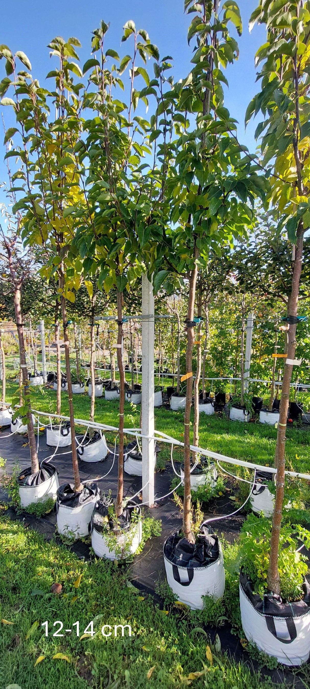 Pyrus pyraster 'Kumoi'                 CAC Birne Nashi 'Kumoi'