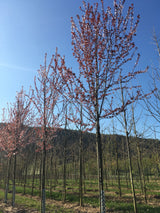 Prunus cerasifera 'Nigra' Blutpflaume