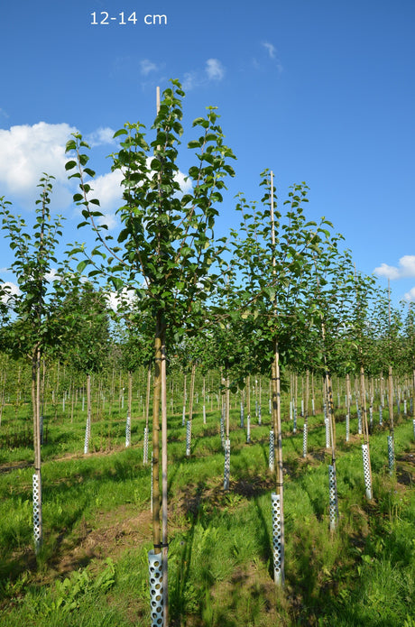 Malus 'Prinzenapfel'                   CAC Apfel 'Prinzenapfel'                mittel