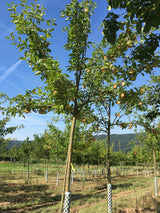 Malus 'Finkenwerder Herbstprinz'       CAC Apfel 'Finkenwerder Herbstprinz'      spät