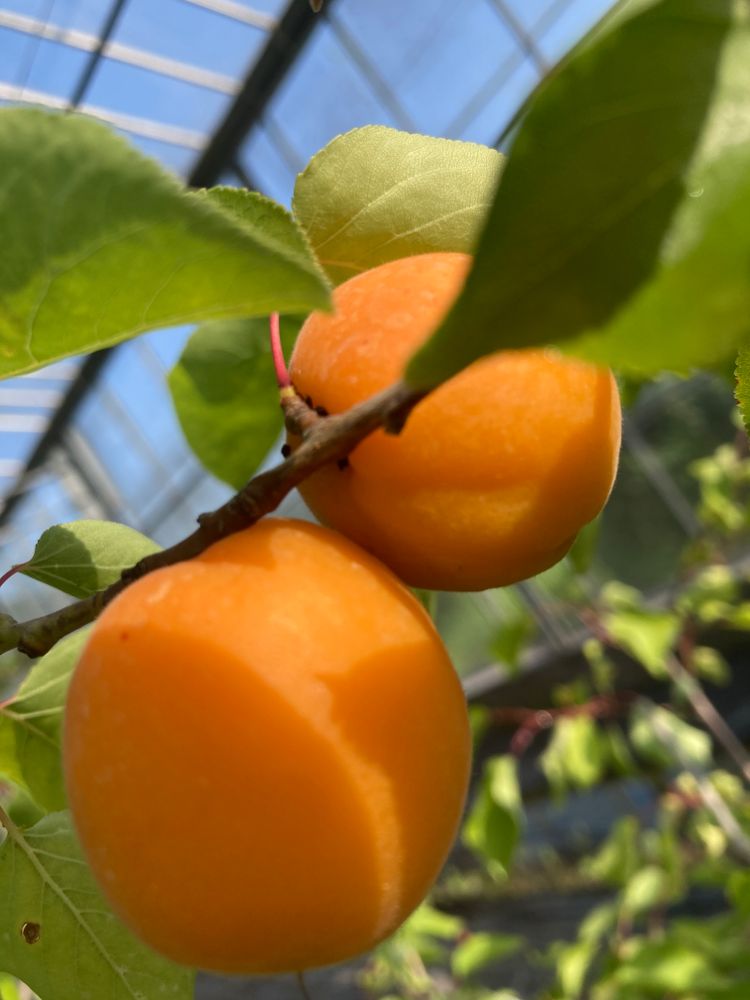 Prunus arm.'Kuresia'  -S-              CAC Aprikose 'Kuresia'  -S-