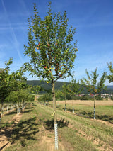 Malus 'Topaz'  -S-                     CAC Apfel 'Topaz'  -S-