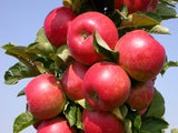 Malus 'Rondo'  -S-                     CAC Säulenapfel 'Rondo'  -S-