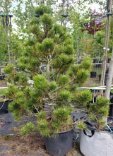 Pinus sylvestris Kiefer