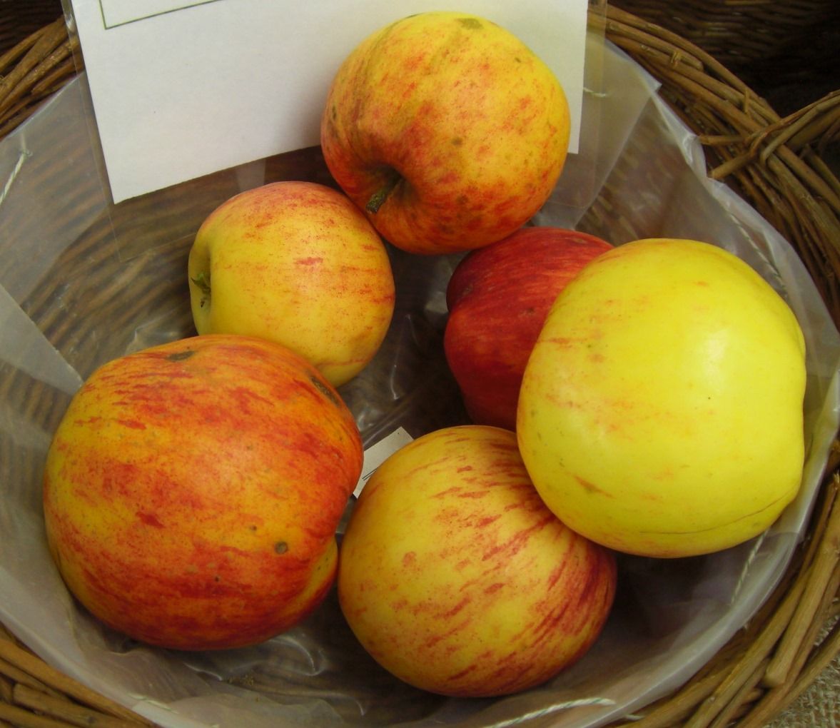 Malus 'Gravensteiner'                  CAC Apfel 'Gravensteiner'               mittel