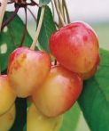 Prunus av.'Elton'       CAC Süßkirsche 'Elton' 2-3.KW