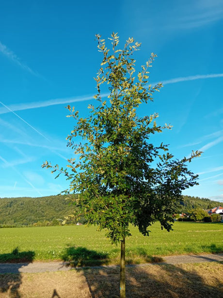 Quercus robur Stieleiche