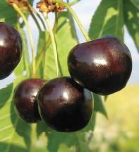 Prunus av.'Frühe Spanische' Süßkirsche 'Frühe Spanische'