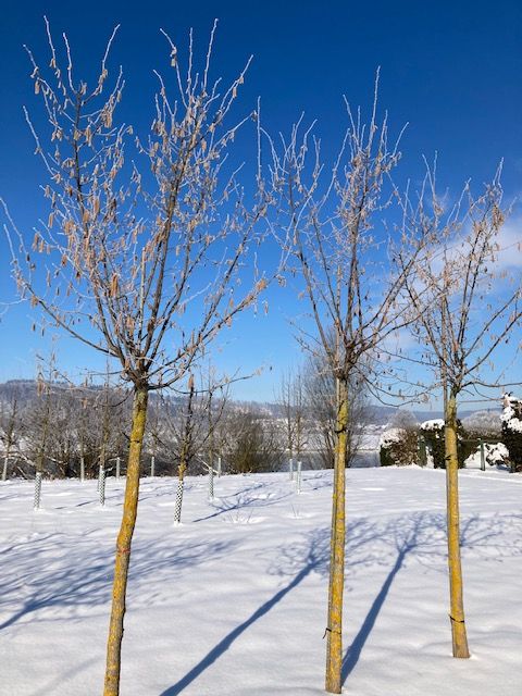 Corylus av.'Corabel'     CAC Haselnuß `Corabel`