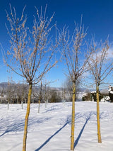 Corylus av.'Corabel'     CAC Haselnuß `Corabel`