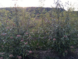 Viburnum 'Pragense' Prager Schneeball