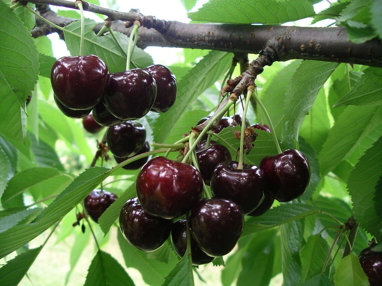 Prunus av.'Swing' -S-                   CAC Süßkirsche 'Swing' -S-