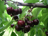 Prunus av.'Swing' -S-                   CAC Süßkirsche 'Swing' -S-
