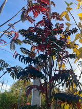 Sorbus 'Joseph Rock' Eberesche 'Joseph Rock'
