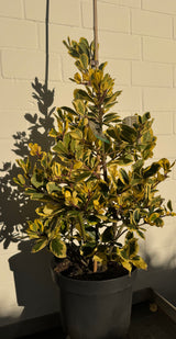 Ilex altaclerensis 'Golden King' Gelbbunte Stechpalme 'Golden King'