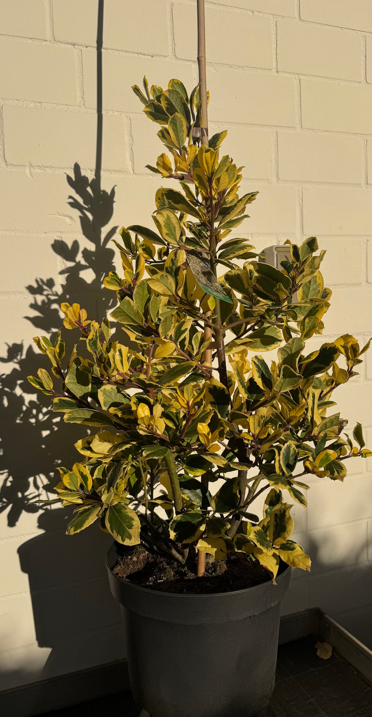 Ilex altaclerensis 'Golden King' Gelbbunte Stechpalme 'Golden King'