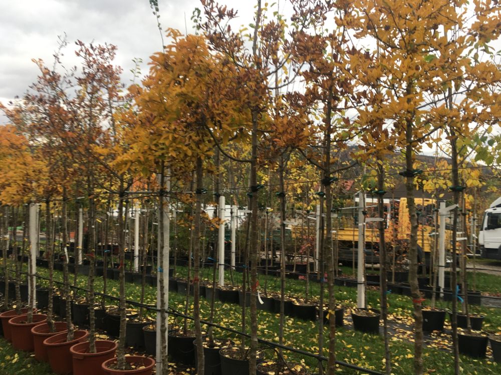 Mespilus germanica Mispel