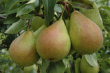 Pyrus com.'Harrow Sweet'  -S-          CAC Birne 'Harrow Sweet'  -S-
