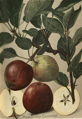 Malus 'Purpurroter Cousinot'           CAC Apfel 'Purpurroter Cousinot'          spät