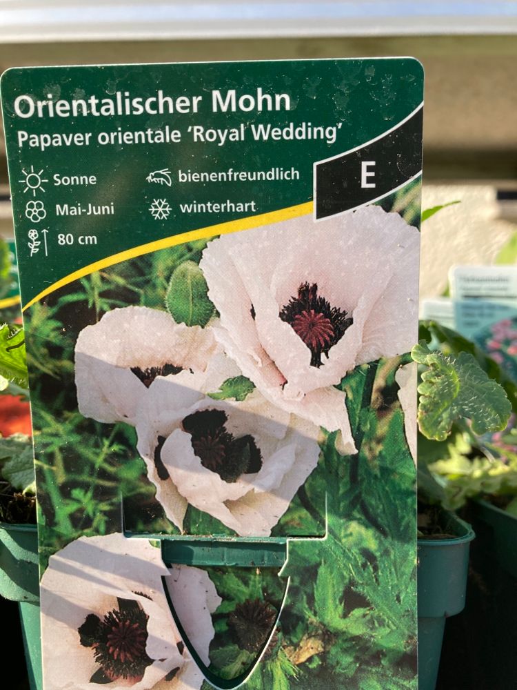 Papaver orientale 'Royal Wedding' Orientalischer Mohn