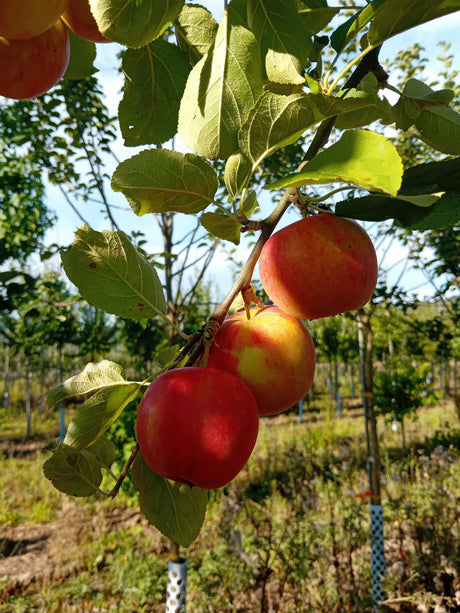 Malus 'Geheimrat Dr. Oldenburg'        CAC Apfel 'Geheimrat Dr.Oldenburg'      mittel