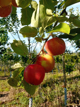 Malus 'Geheimrat Dr. Oldenburg'        CAC Apfel 'Geheimrat Dr.Oldenburg'      mittel
