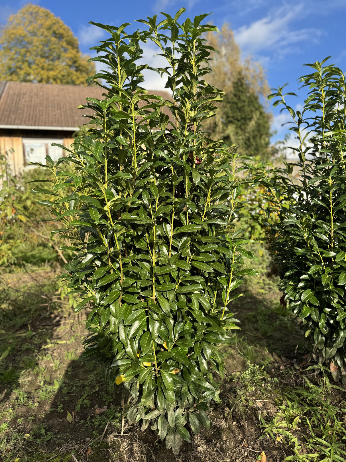 Prunus lauroc.'Genolia'  -R- Lorbeerkirsche 'Genolia'  -R-