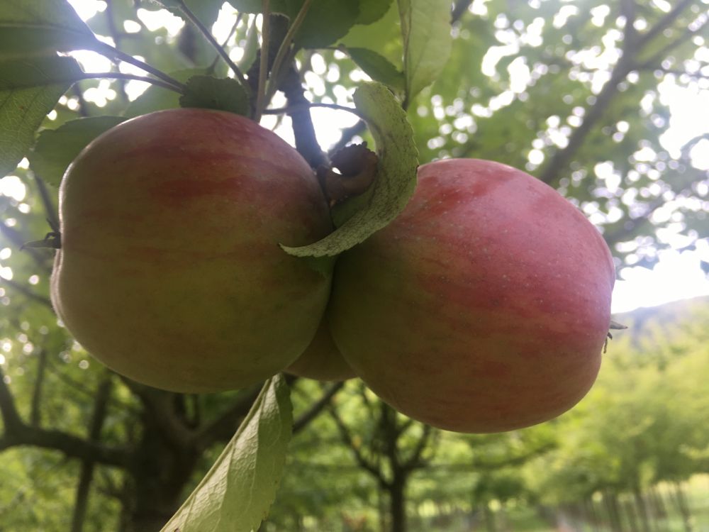 Malus 'Gewürzluikenapfel'              CAC Apfel 'Gewürzluikenapfel'           mittel