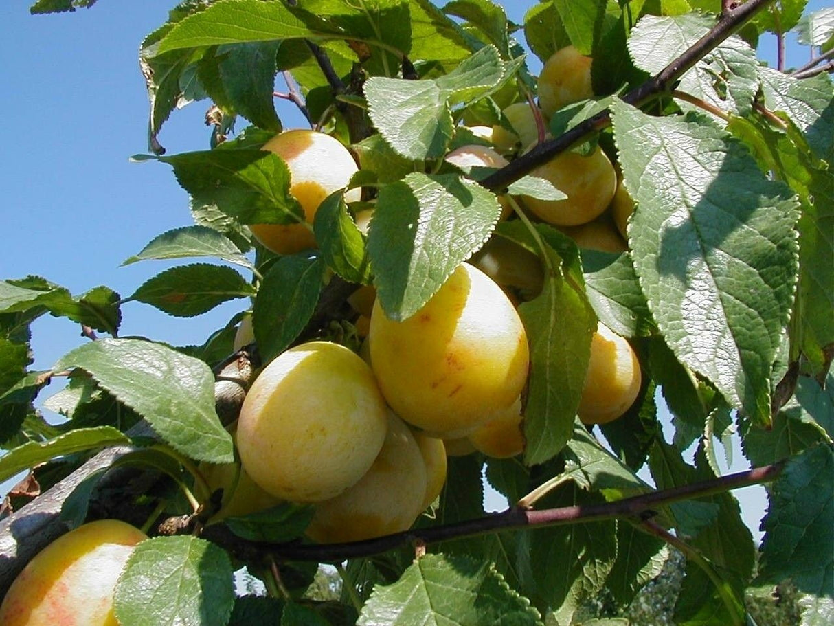 Prunus syr.'Bellamira'  -S-            CAC Mirabelle 'Bellamira'  -S-