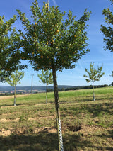 Prunus syr.'Aprimira'              CAC Aprikosenmirabelle 'Aprimira' NEUHEIT