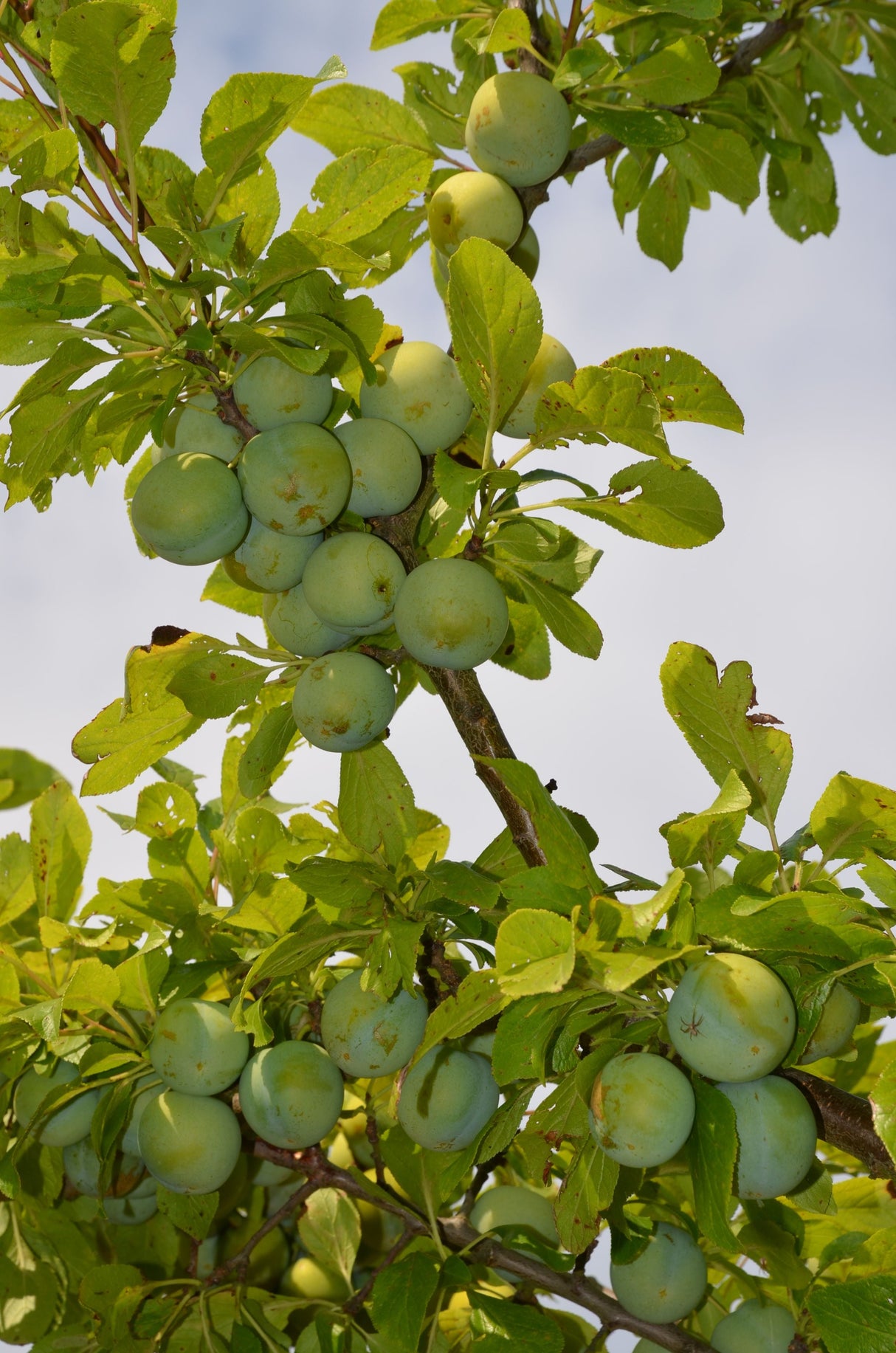 Prunus ital.'Große Grüne Renekl.'      CAC Reneklode 'Große Grüne Reneklode'   mittel