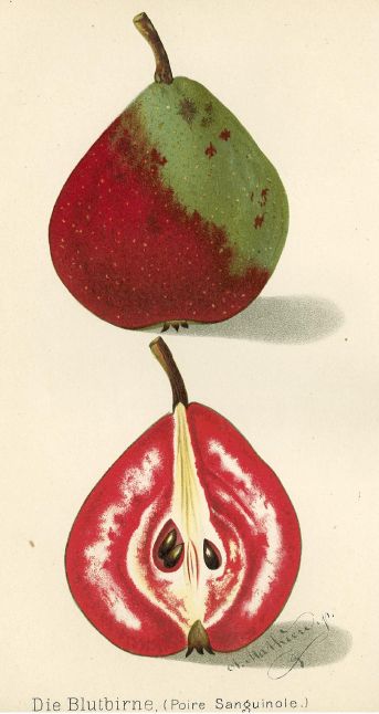 Pyrus com.'Große Blutbirne'                  CAC Birne 'Große Blutbirne'