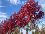 Liquidambar styraciflua 'Worplesdon' Amberbaum 'Worplesdon'