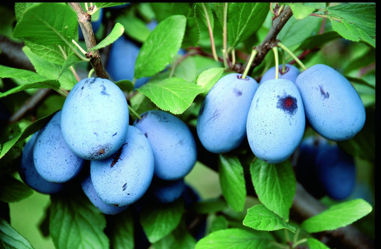 Prunus dom.'Haroma'  -S-               CAC Zwetsche 'Haroma'  -S-