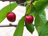 Prunus av.'Van'                        CAC Süßkirsche 'Van'                      5.KW