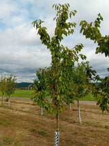 Prunus av.'Hedelfinger Riesenk.'       CAC Süßkirsche 'Hedelfinger Riesenkirsche'7.KW